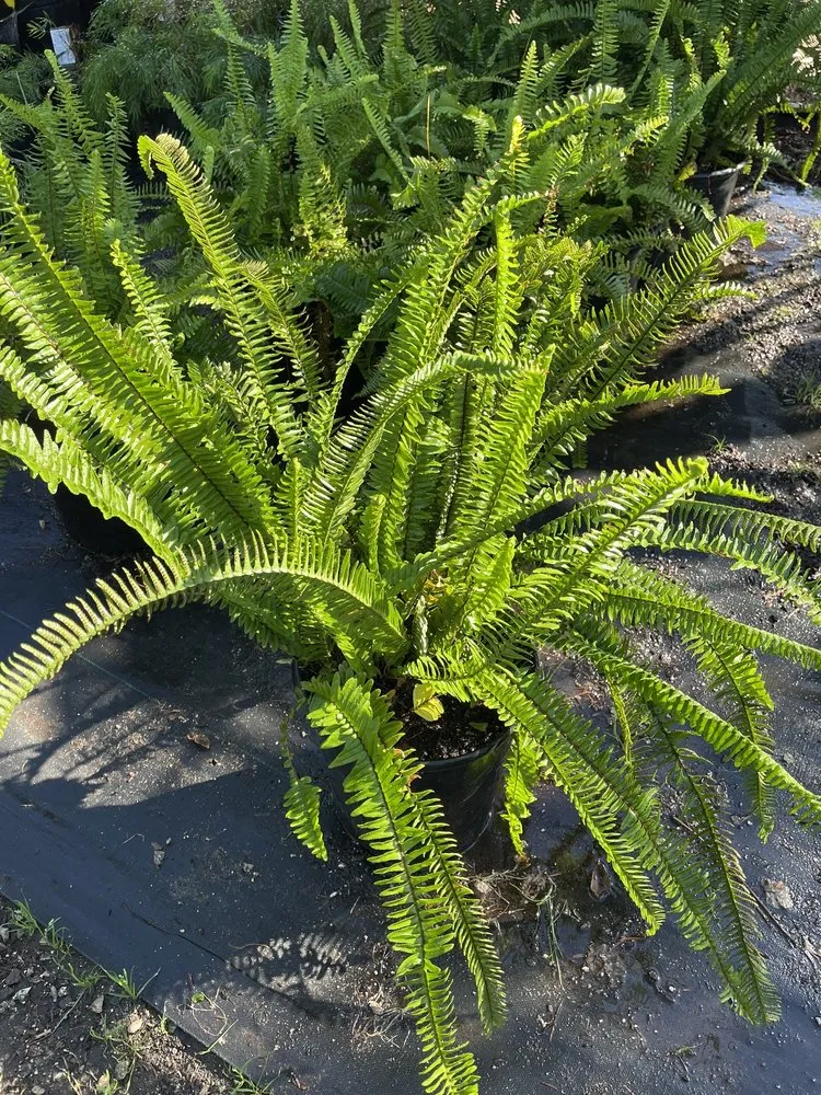 Top-rated lawn mowing service in North Hollywood, CA - The Standard Design Group Nurseries