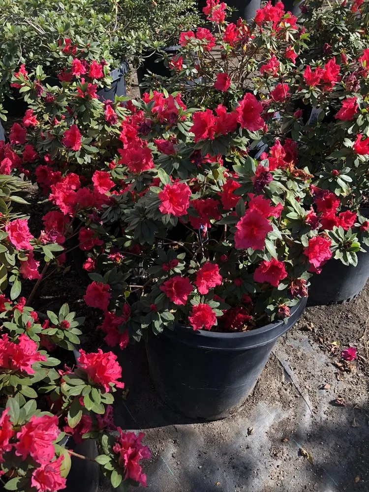 Expert yard maintenance in North Hollywood, CA - The Standard Design Group Nurseries