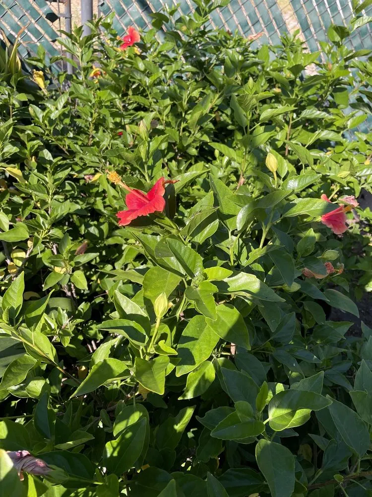 Trusted landscape installation in North Hollywood, CA - The Standard Design Group Nurseries