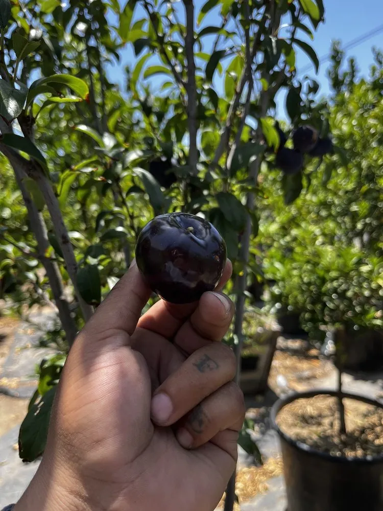 Reliable landscaping services in North Hollywood, CA - The Standard Design Group Nurseries