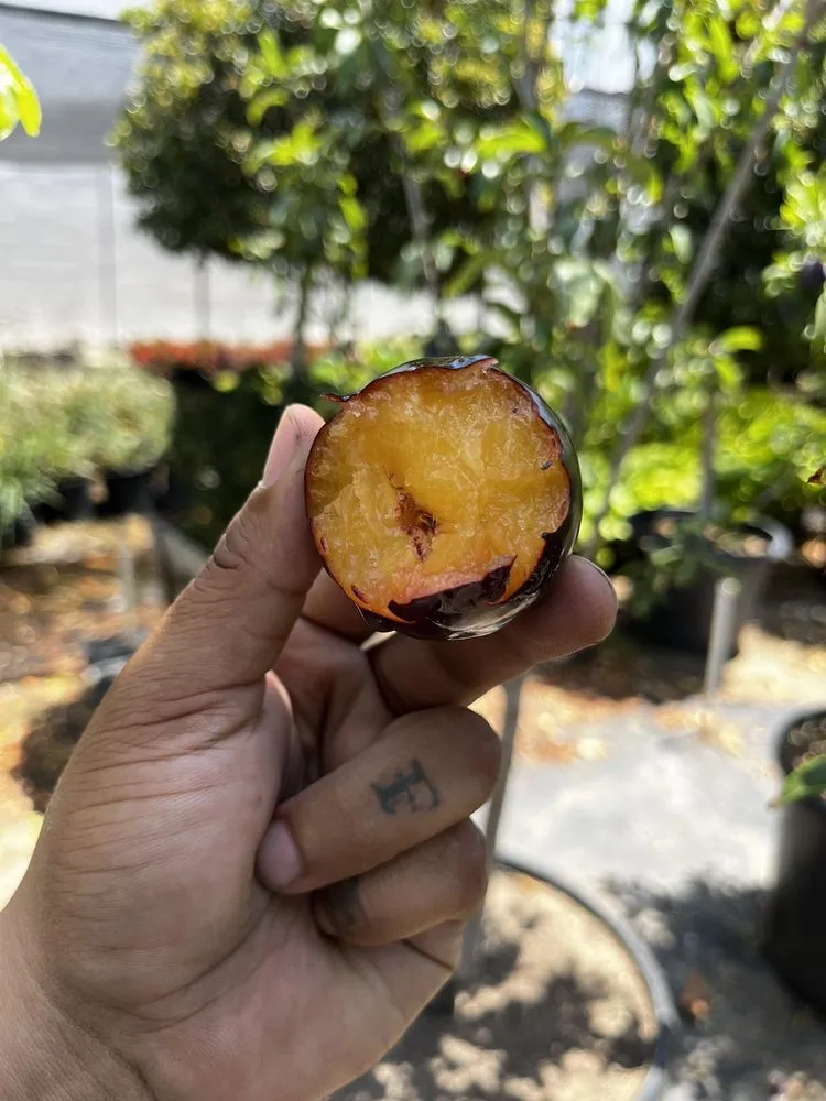 Top-rated lawn mowing service experts serving North Hollywood, CA - The Standard Design Group Nurseries