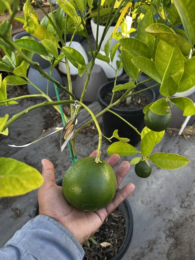 Professional lawn mowing service for homes in North Hollywood, CA by The Standard Design Group Nurseries