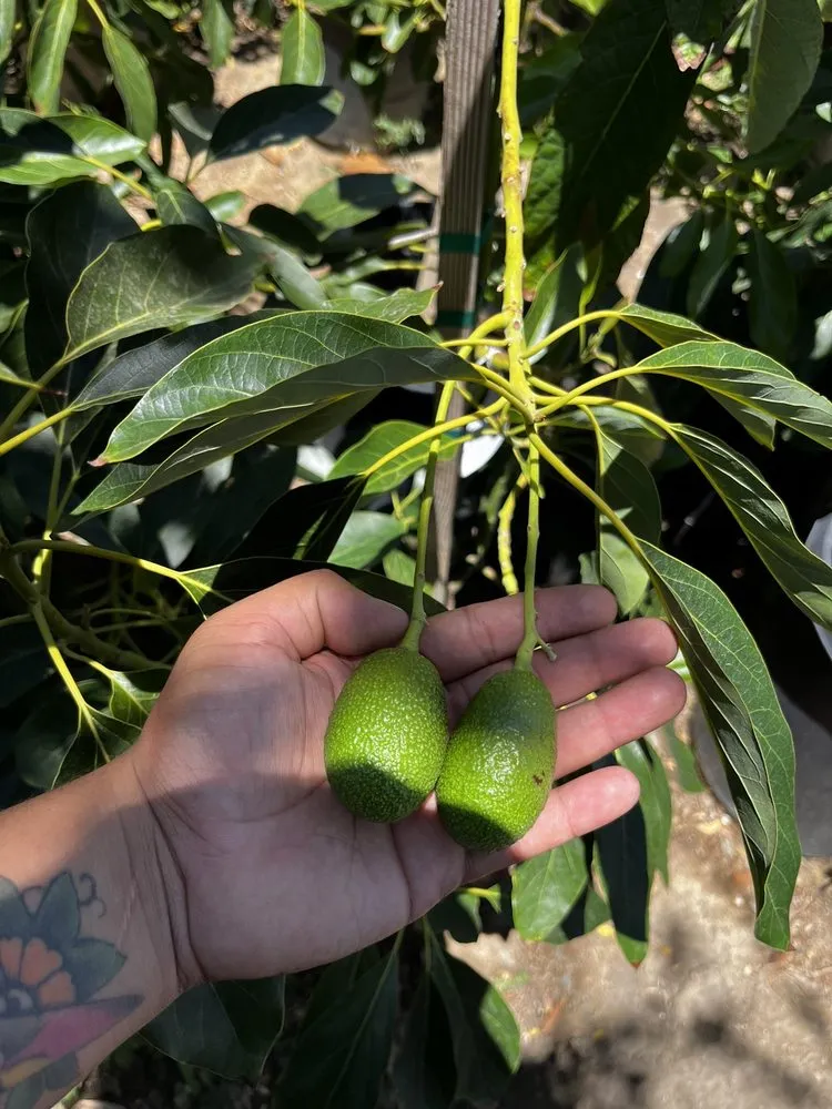 Custom lawn mowing service for residential properties across North Hollywood, CA - The Standard Design Group Nurseries