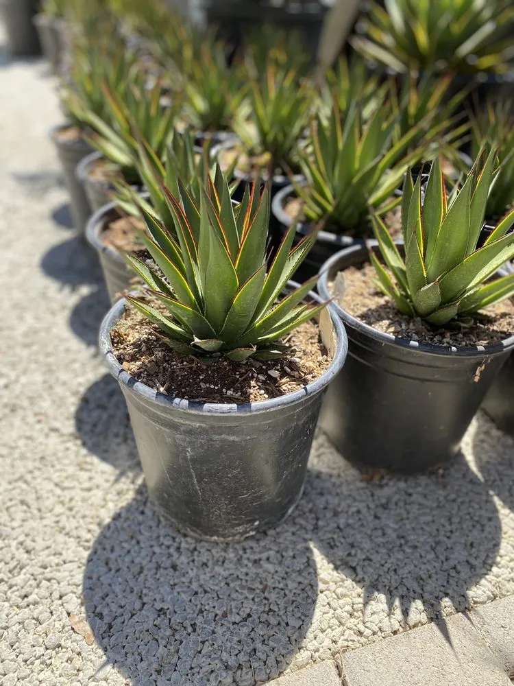 Top-rated lawn care service experts serving Pacific Palisades, CA - The Standard Design Group Nurseries