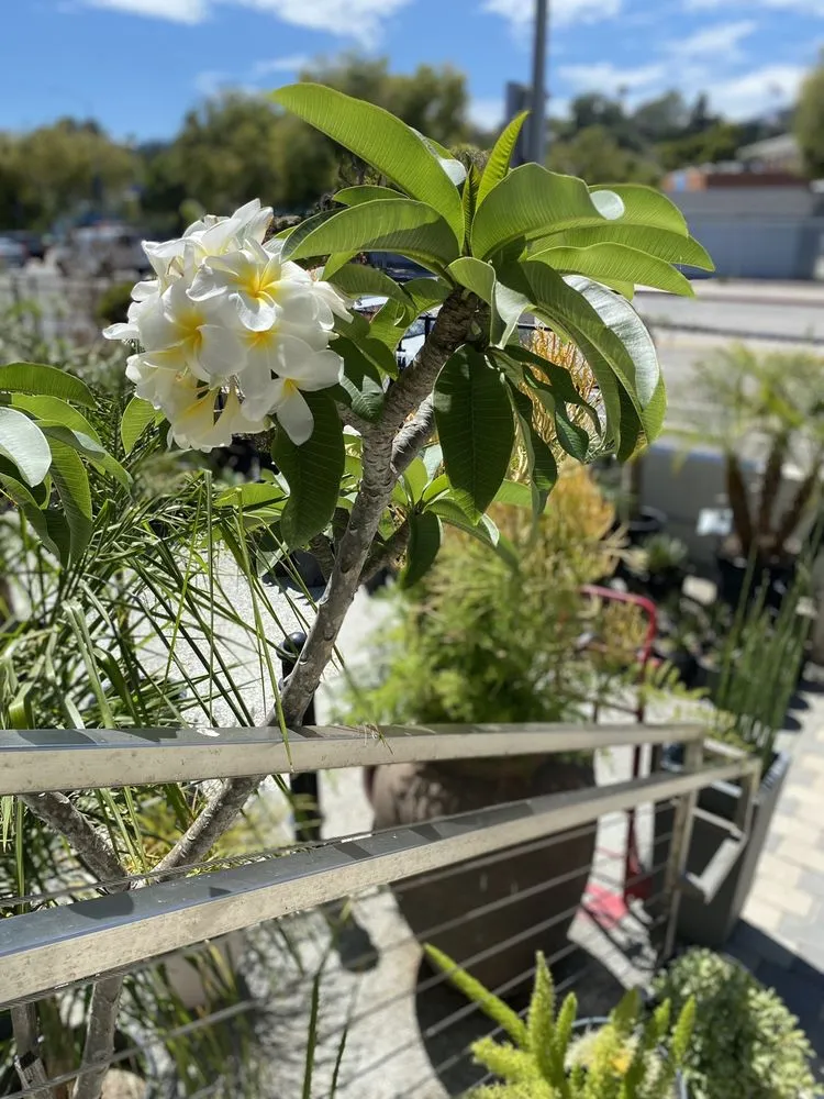 Top-rated lawn mowing service for year-round maintenance across Pacific Palisades, CA - The Standard Design Group Nurseries