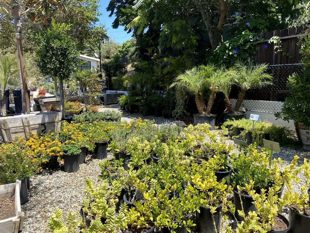 Trusted landscaping services experts serving Pacific Palisades, CA - The Standard Design Group Nurseries
