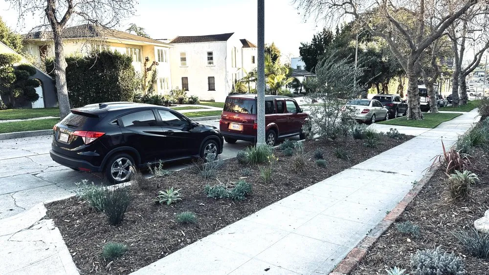 Custom yard cleanup service in Pacific Palisades, CA - The Standard Design Group Nurseries