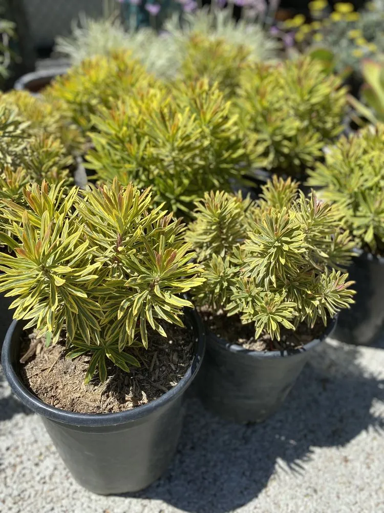 Local outdoor landscaping in Pacific Palisades, CA - The Standard Design Group Nurseries