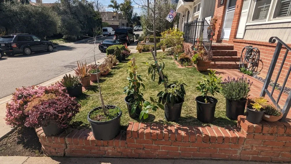 Top-rated landscaping services in Pacific Palisades, CA - The Standard Design Group Nurseries