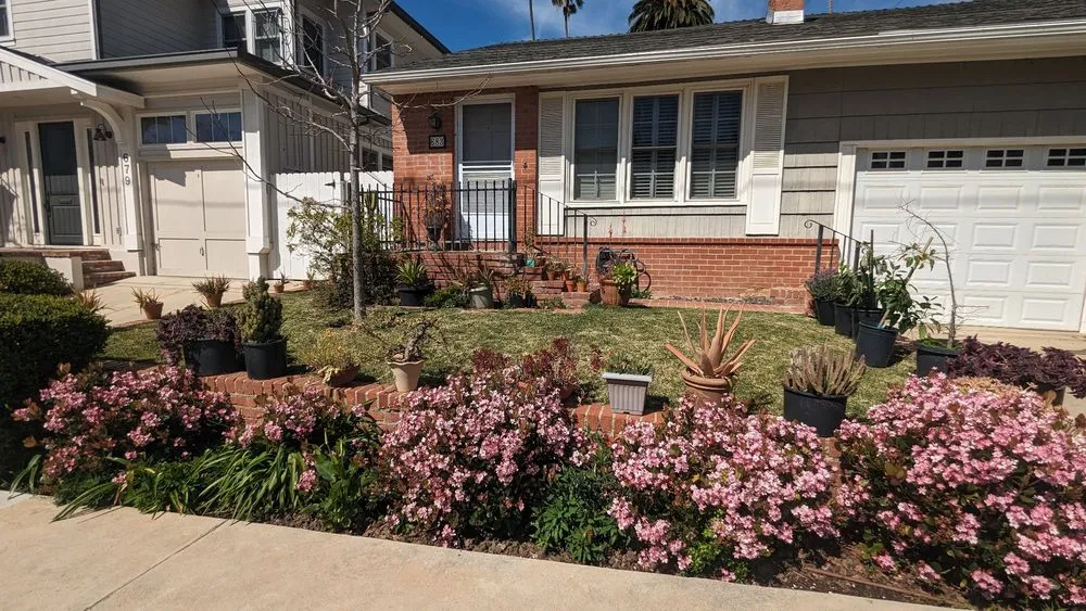 Expert yard cleanup service in Pacific Palisades, CA by The Standard Design Group Nurseries