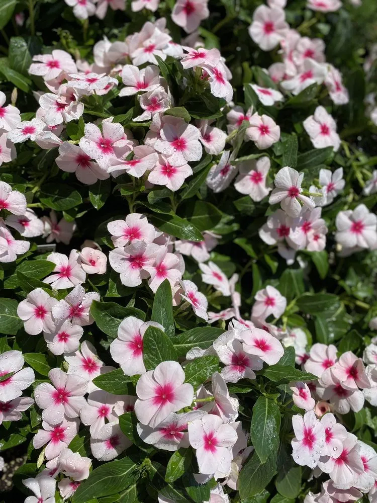 Trusted outdoor landscaping in Pacific Palisades, CA - The Standard Design Group Nurseries