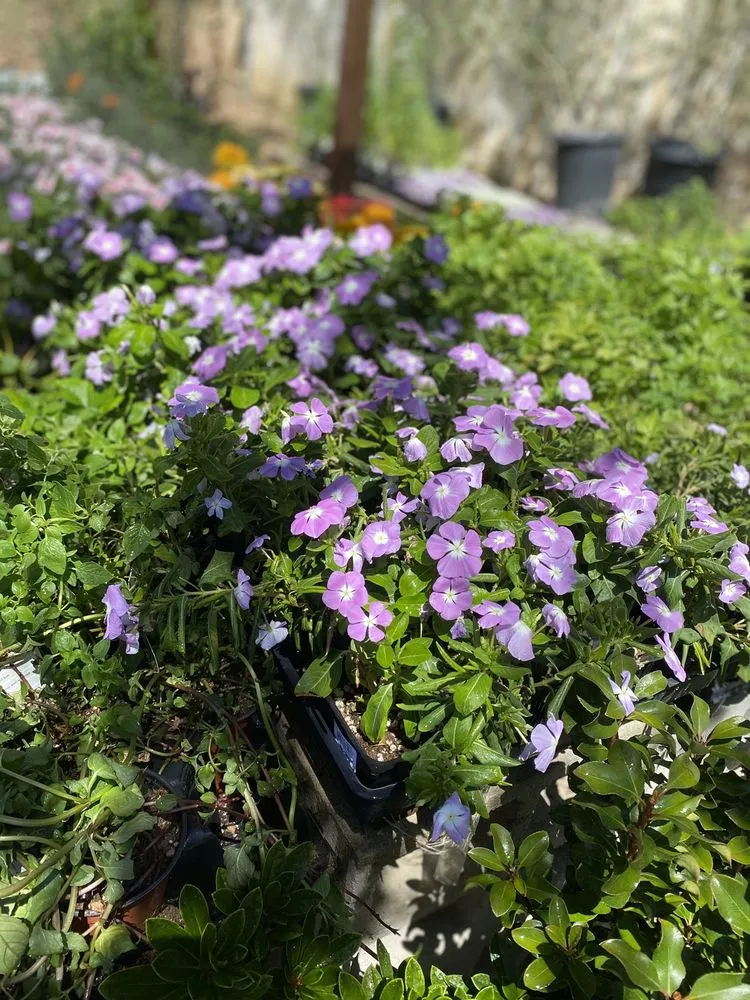 Expert residential landscaping experts serving Pacific Palisades, CA - The Standard Design Group Nurseries