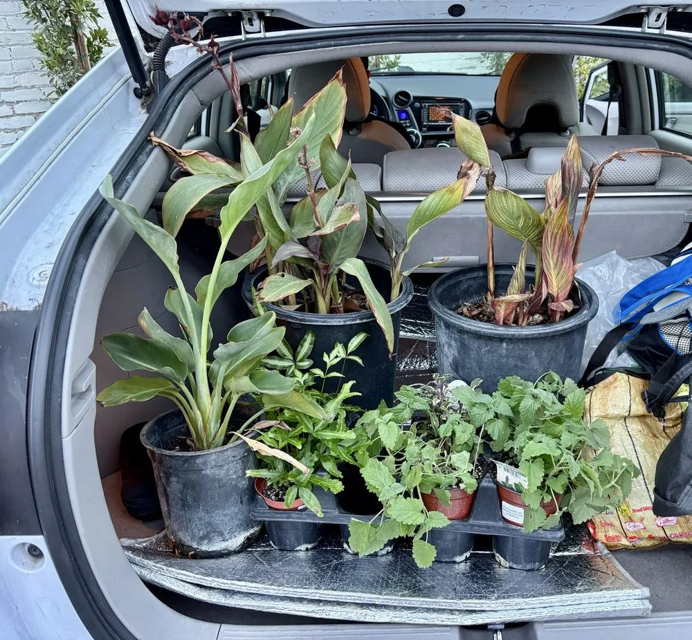 Reliable landscaping services in Pasadena, CA - The Standard Design Group Nurseries