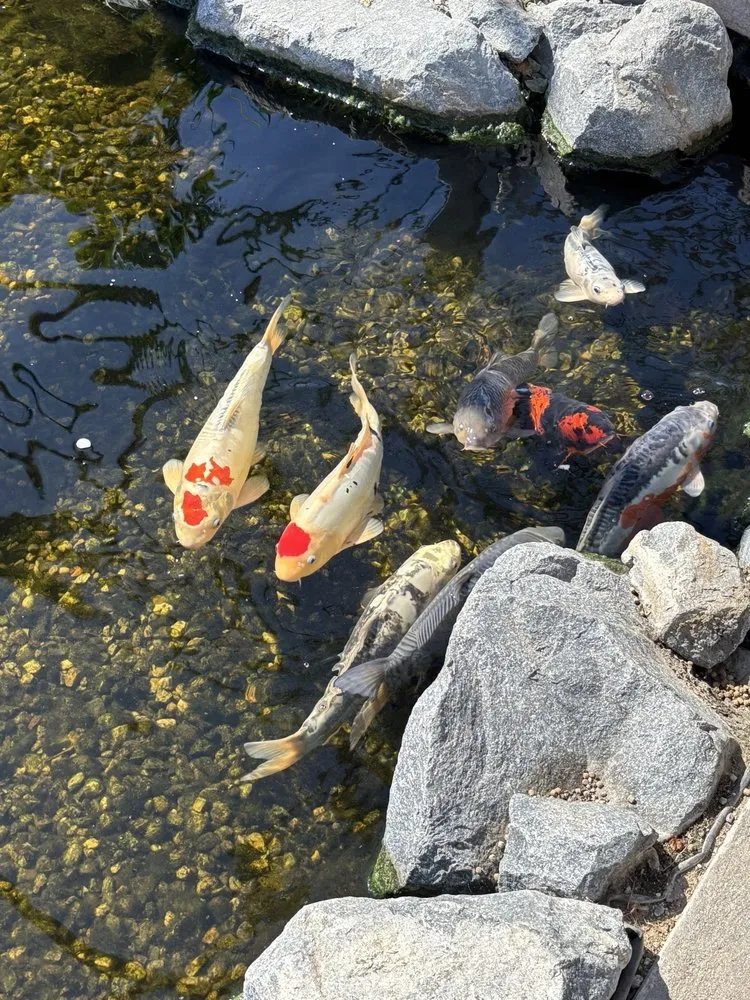 Trusted lawn mowing service experts serving Pasadena, CA - The Standard Design Group Nurseries