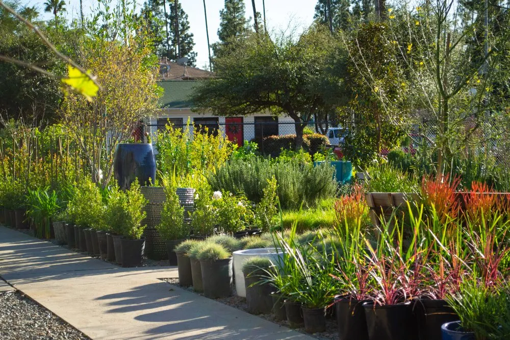 Top-rated yard maintenance in Pasadena, CA by The Standard Design Group Nurseries