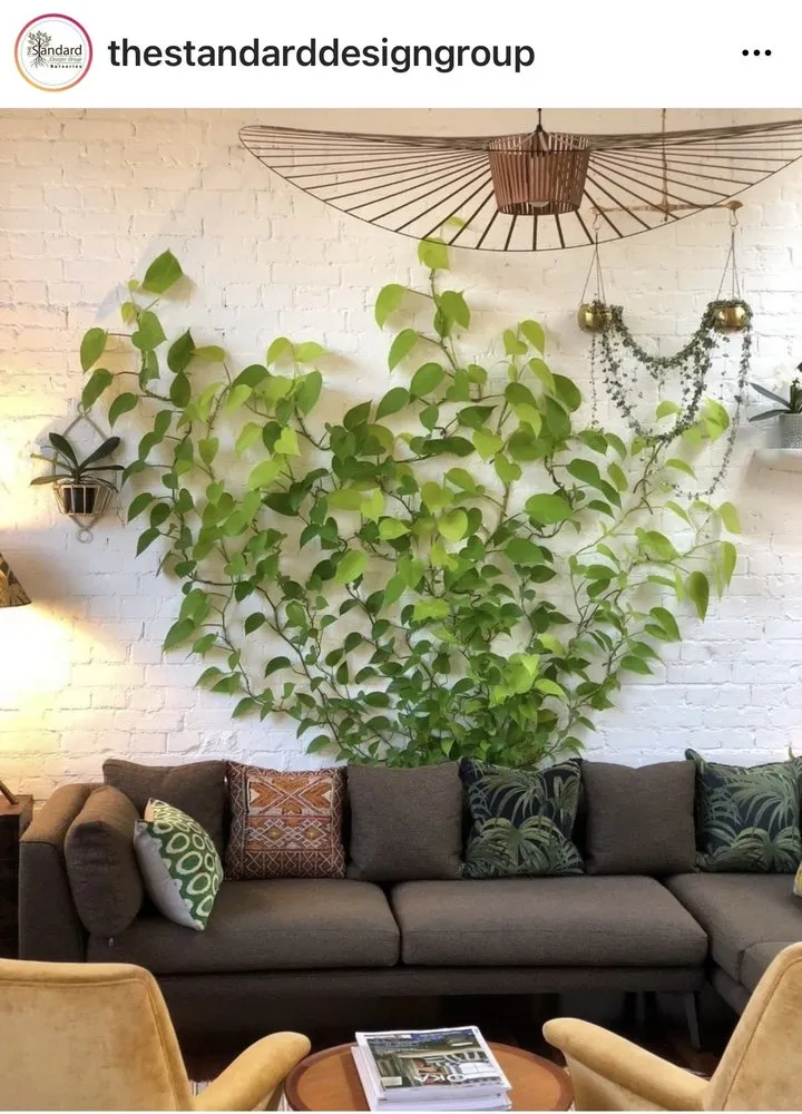 Reliable landscaping services experts serving Pasadena, CA - The Standard Design Group Nurseries