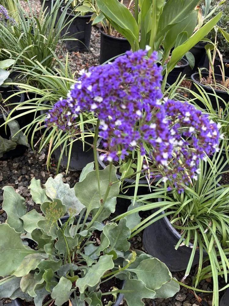 Top-rated garden landscaping for outdoor upgrades across Pasadena, CA - The Standard Design Group Nurseries