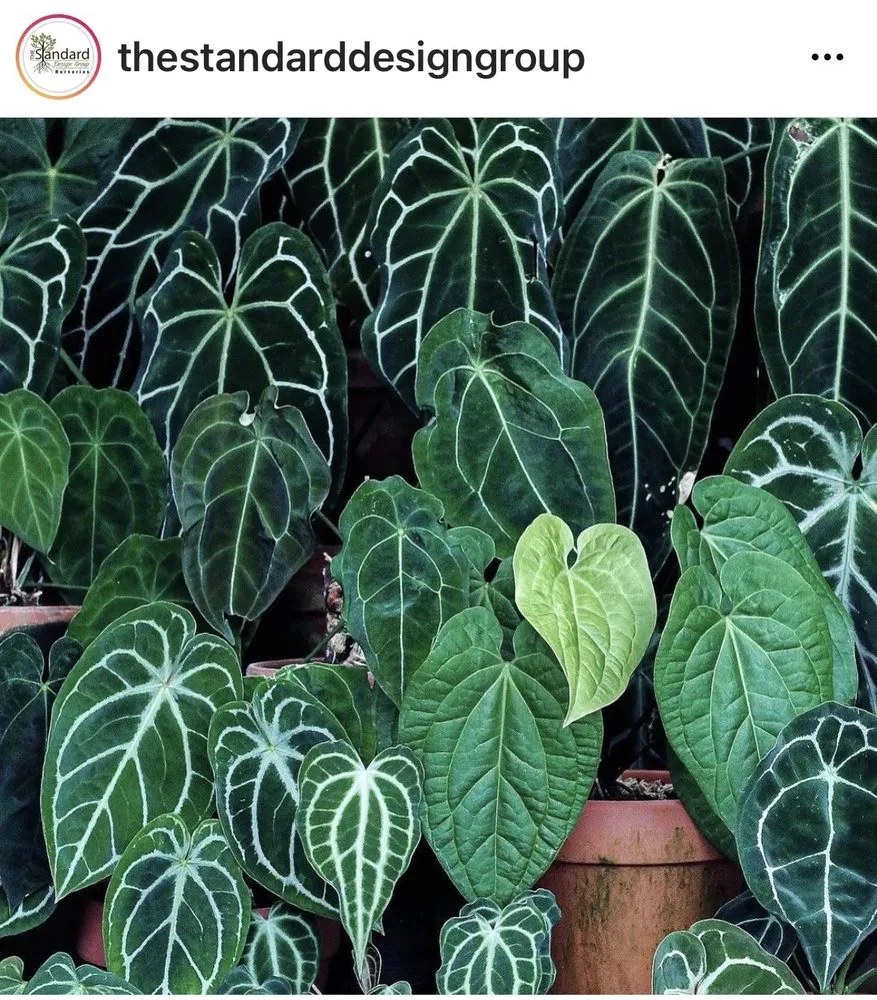 Affordable landscape installation in Pasadena, CA by The Standard Design Group Nurseries