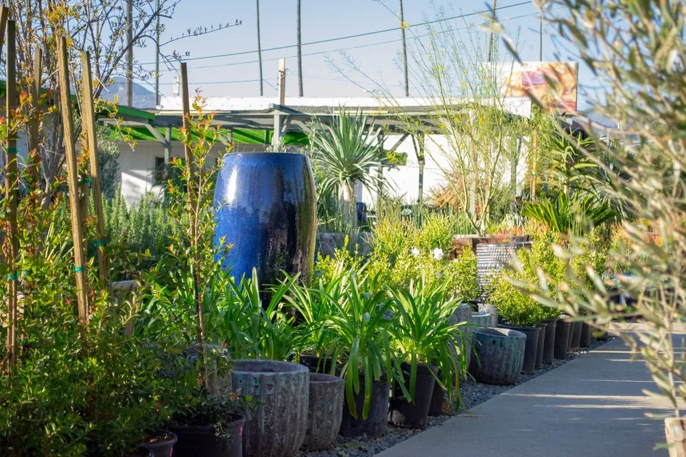 Expert lawn mowing service in Pasadena, CA - The Standard Design Group Nurseries