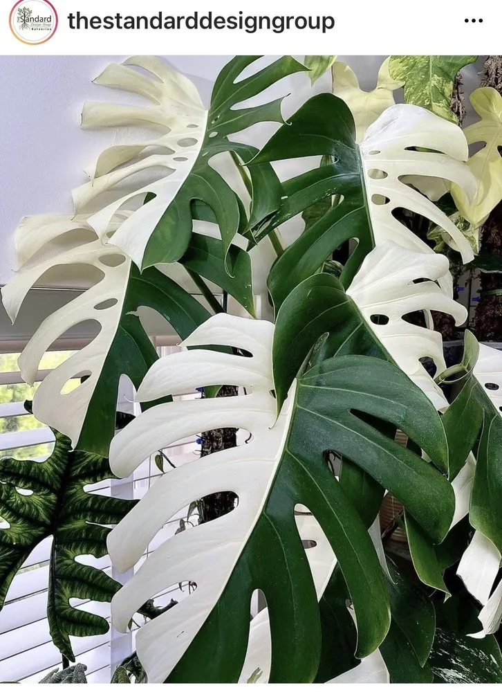 Local yard cleanup service for beautiful yards across Pasadena, CA - The Standard Design Group Nurseries