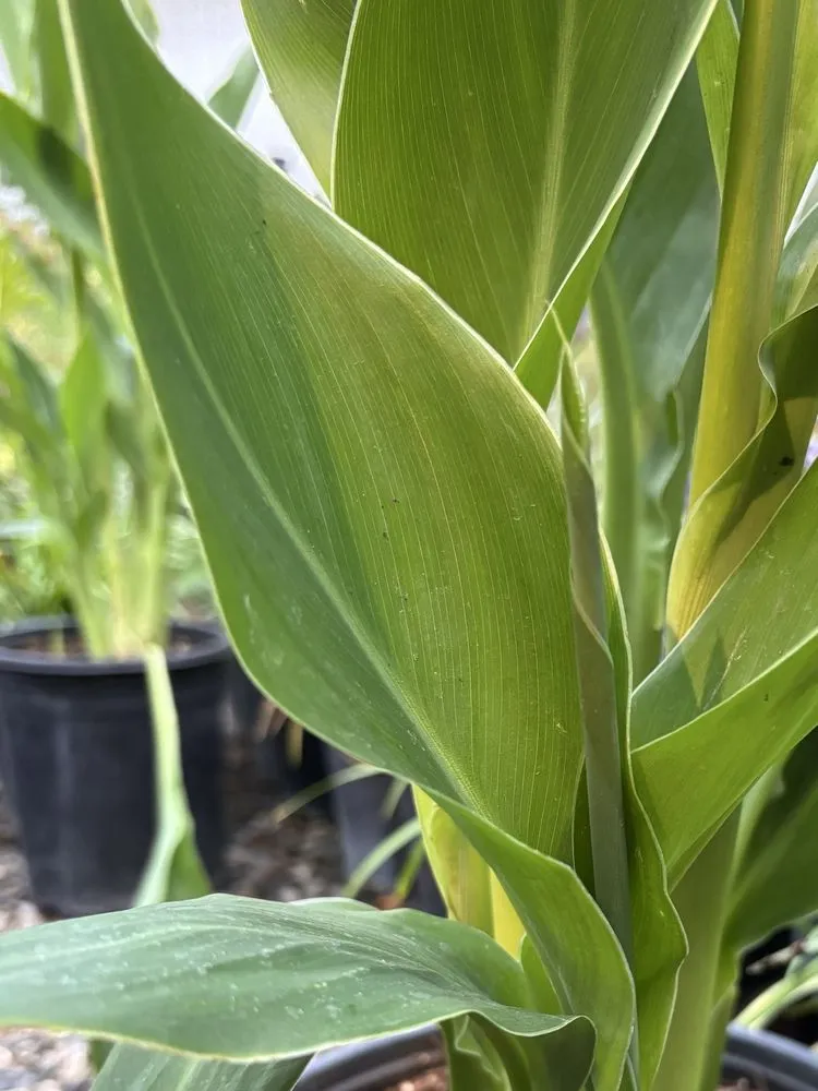 Reliable landscaping services experts serving Pasadena, CA - The Standard Design Group Nurseries