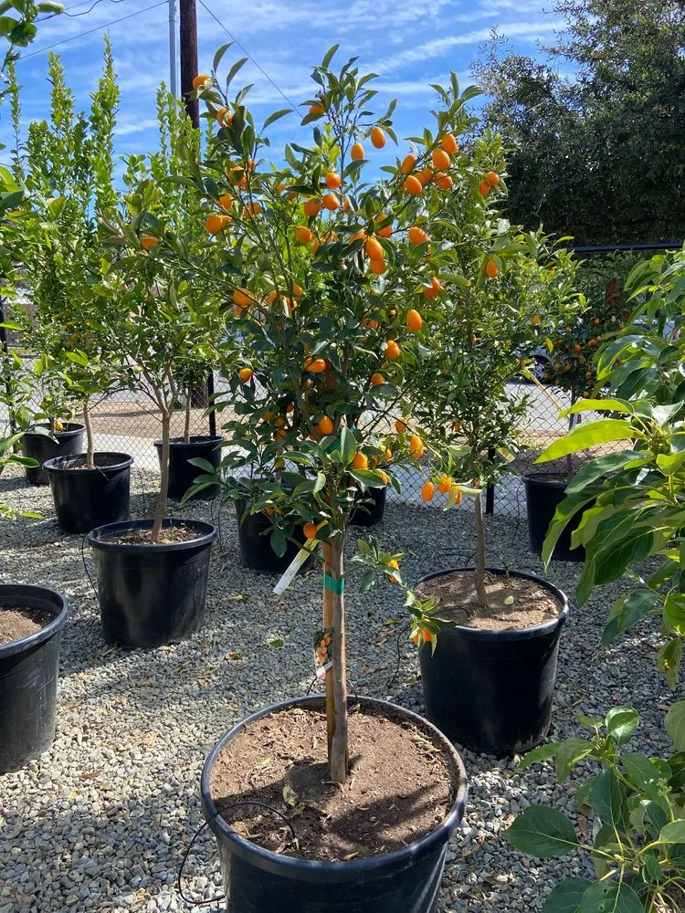 Top-rated landscaping services experts serving Pasadena, CA - The Standard Design Group Nurseries