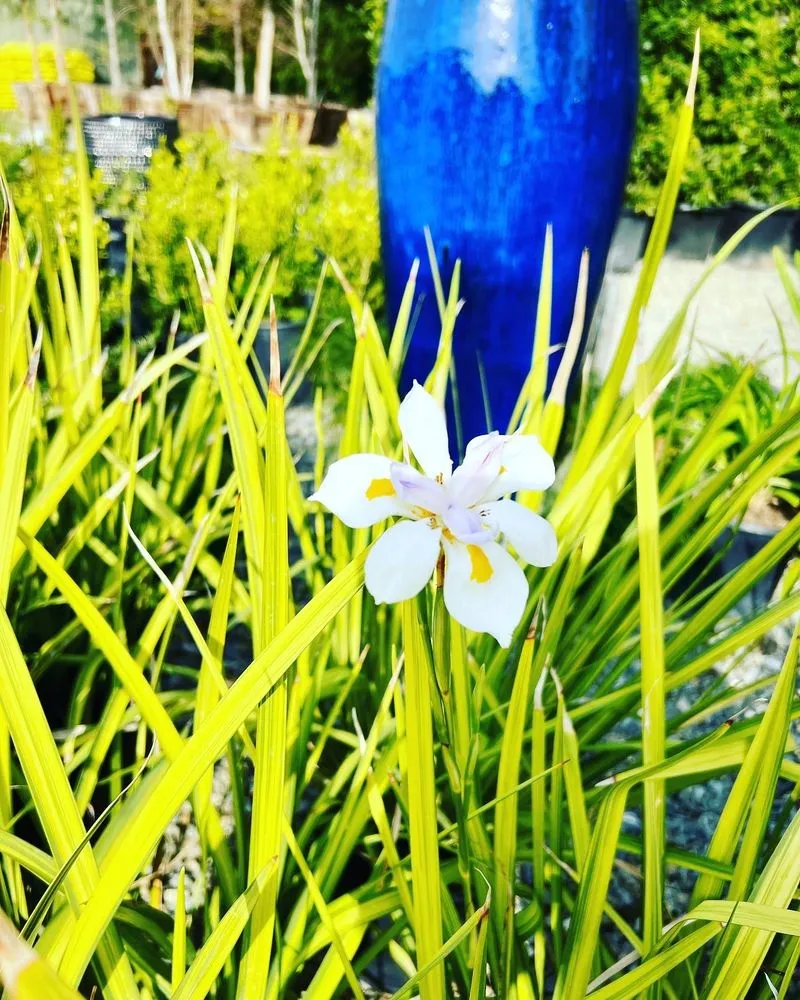 Expert residential landscaping in Pasadena, CA - The Standard Design Group Nurseries