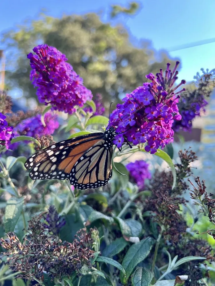 Top-rated residential landscaping experts serving Pasadena, CA - The Standard Design Group Nurseries