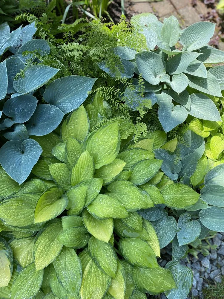 Trusted lawn mowing service for year-round maintenance in Exeter, NH by The Stem and Petal Gardeners