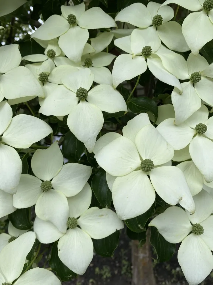 Trusted lawn care service experts serving Exeter, NH - The Stem and Petal Gardeners