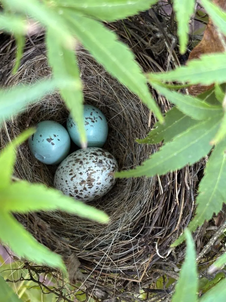Local garden landscaping for outdoor upgrades in Exeter, NH by The Stem and Petal Gardeners
