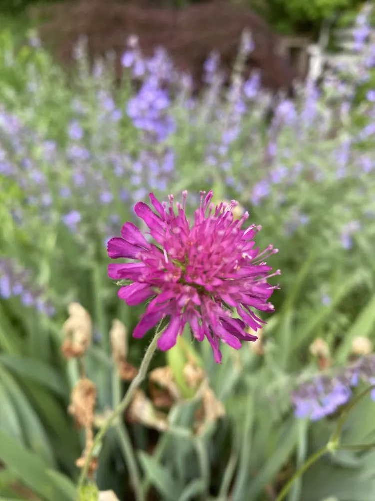 Local residential landscaping in Exeter, NH by The Stem and Petal Gardeners