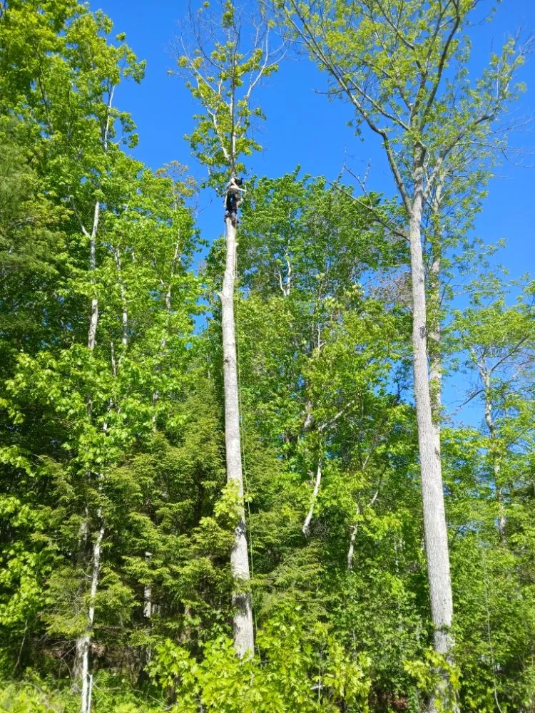 Local landscape design in Lincolnville, ME by The Stump Guy