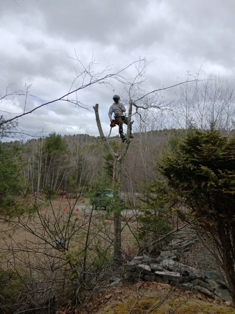Custom yard maintenance near you in Lincolnville, ME by The Stump Guy