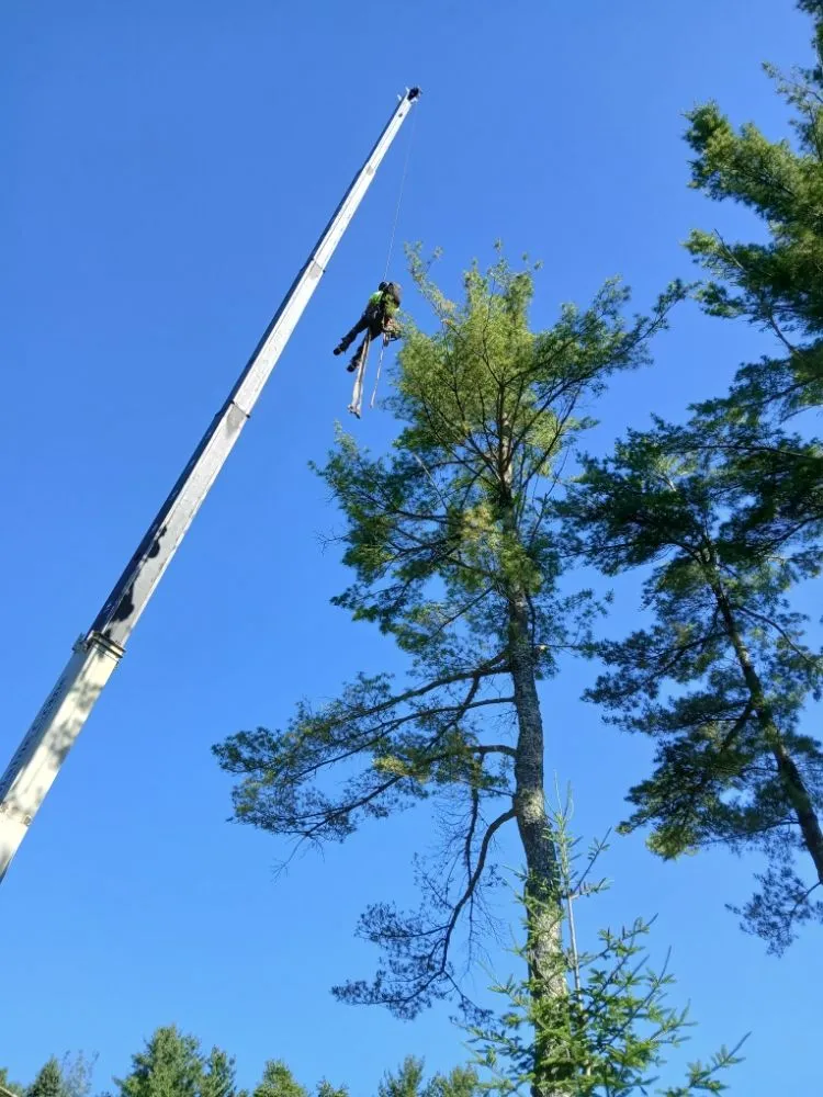 Local landscaping services in Lincolnville, ME - The Stump Guy