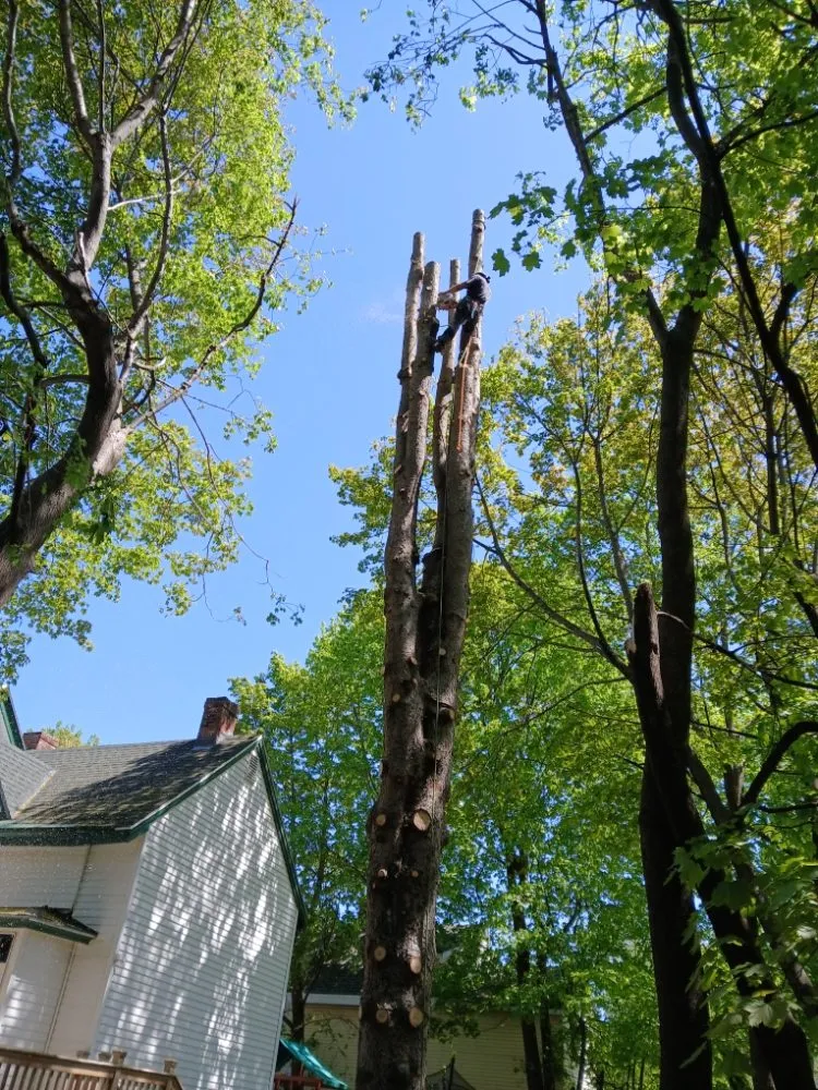 Affordable yard maintenance for residential properties in Lincolnville, ME by The Stump Guy