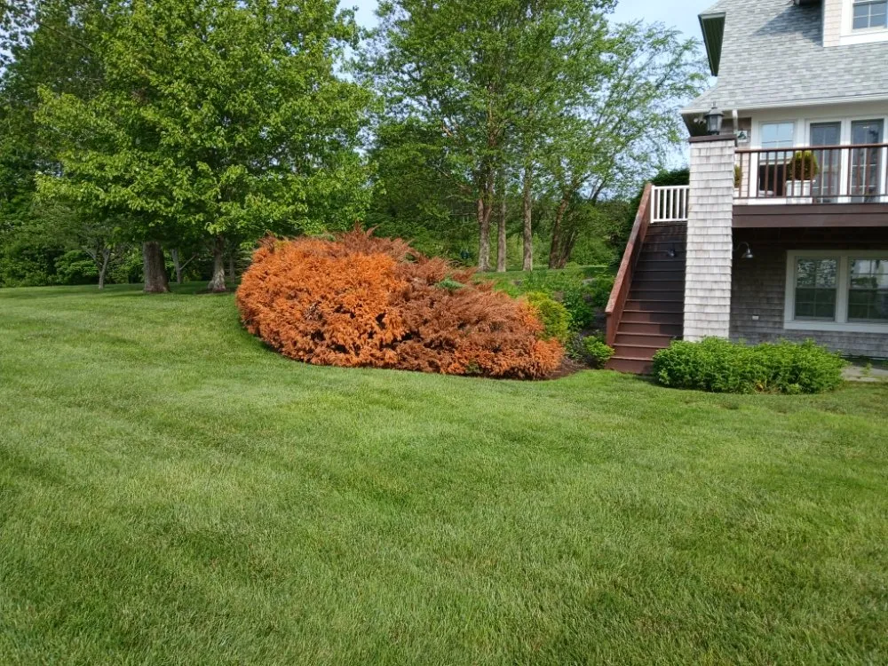 Trusted yard cleanup service for outdoor upgrades in Lincolnville, ME by The Stump Guy