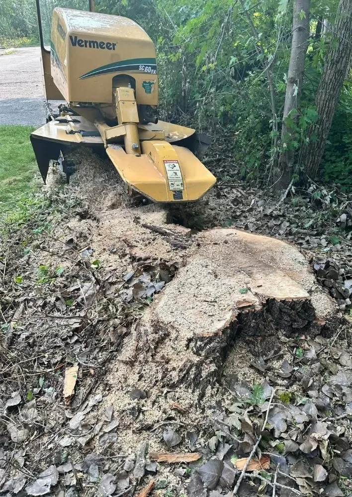 Affordable yard cleanup service in Green Bay, WI by The Stump Terminator