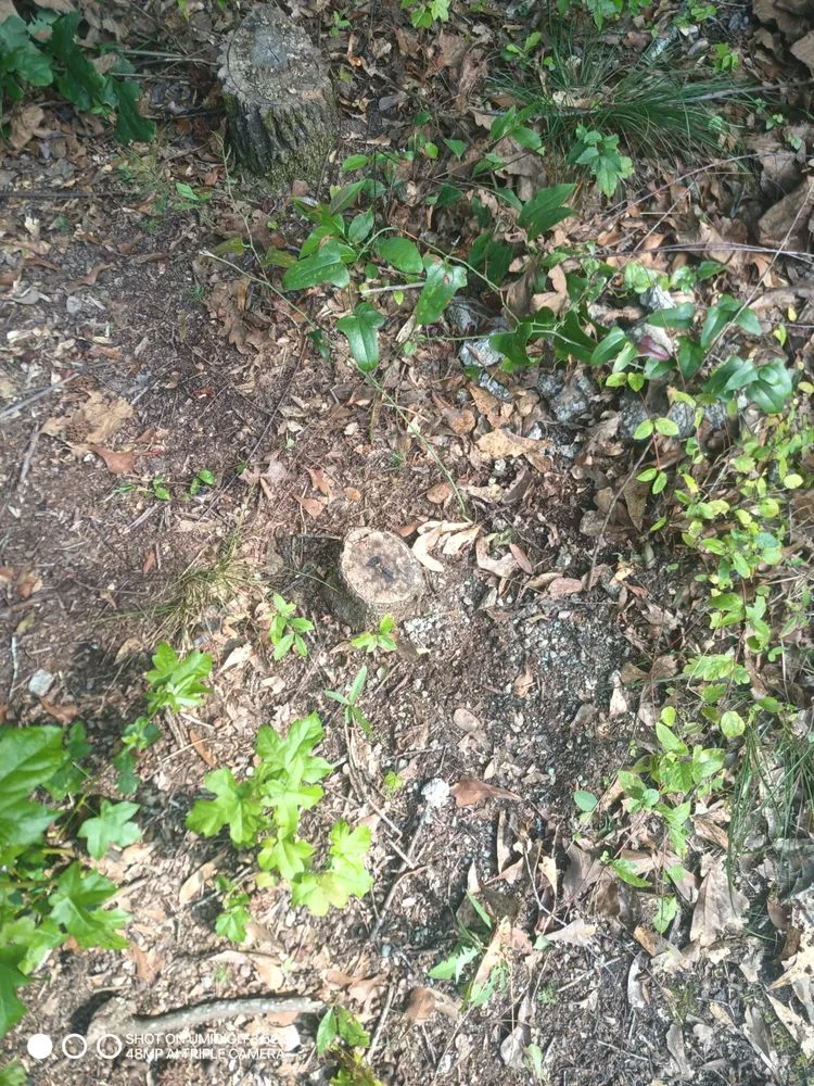 Trusted landscape installation in Covington, GA by The Stumpy Team