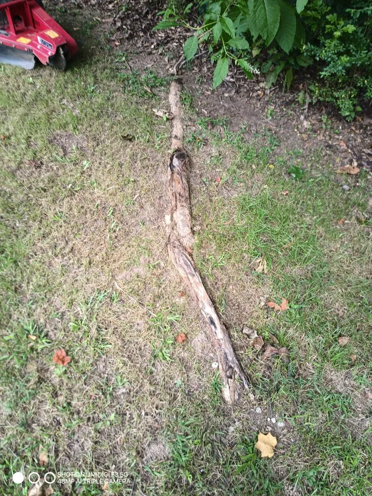 Professional yard cleanup service in Covington, GA by The Stumpy Team