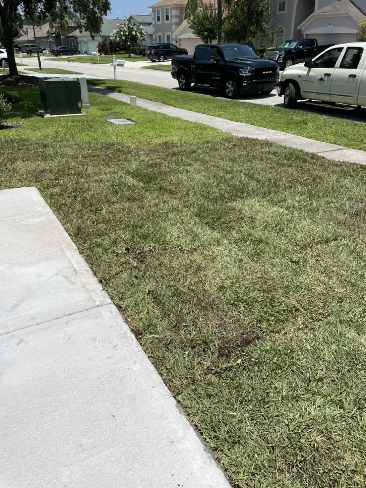 Professional yard cleanup service for beautiful yards across Hudson, FL - The Teide Landscaping