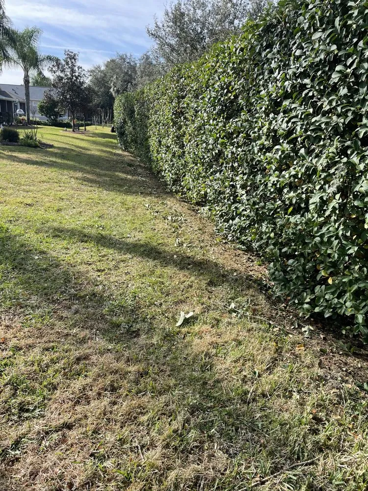 Affordable yard cleanup service in Hudson, FL - The Teide Landscaping