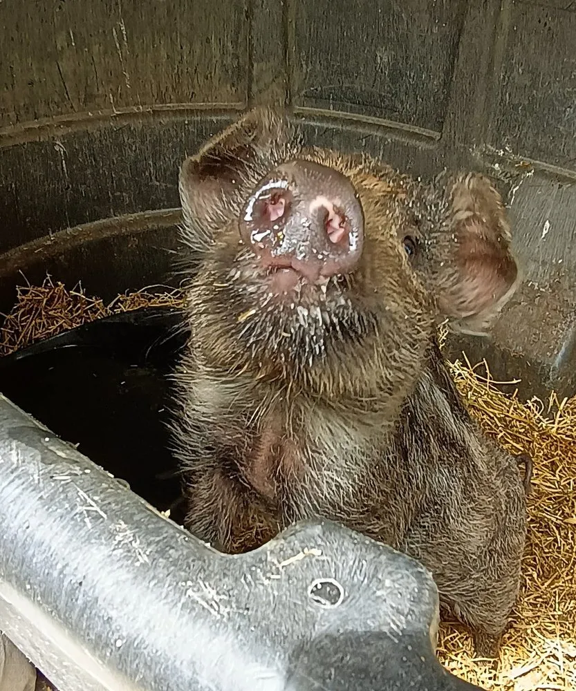 Local yard cleanup service for year-round maintenance across Saginaw, MI - The Tending