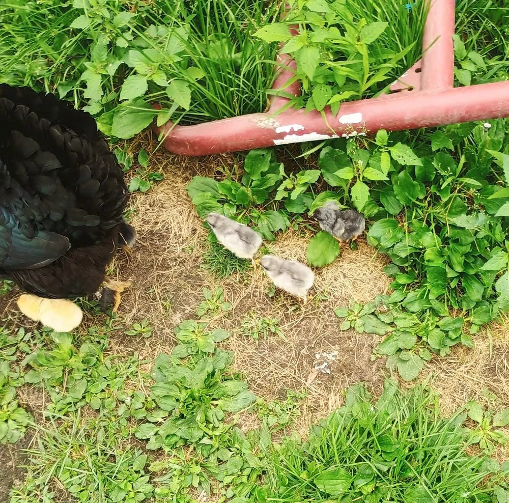 Affordable landscape installation in Saginaw, MI by The Tending