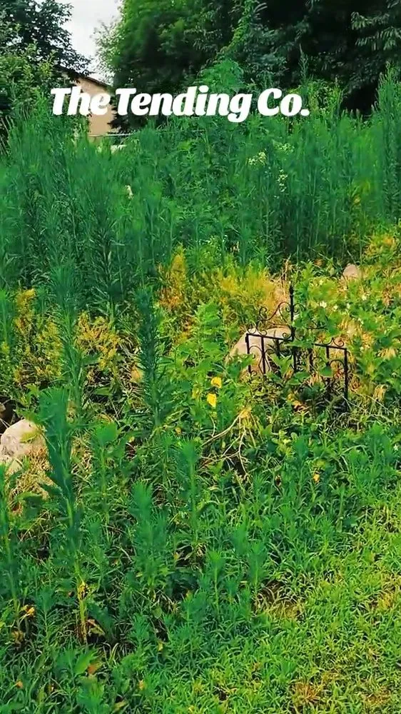 Trusted garden landscaping in Saginaw, MI by The Tending