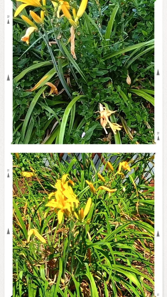 Reliable landscaping services in Saginaw, MI by The Tending