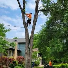 Trusted lawn care service experts serving Arlington, TX - The Three Brothers