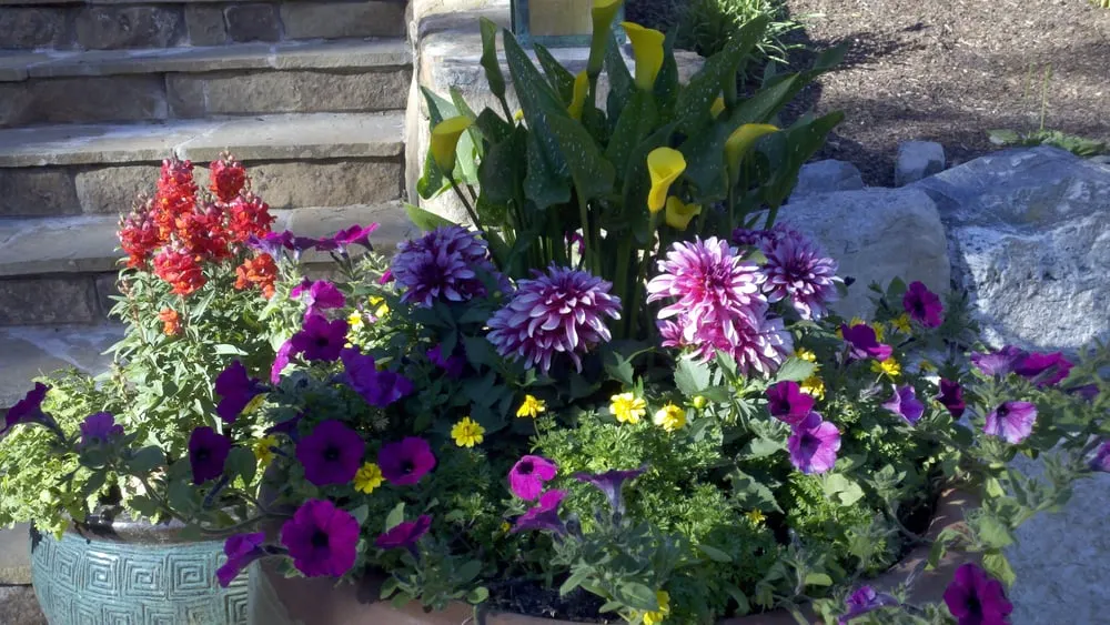 Professional lawn mowing service for year-round maintenance in Jackson, WY by The Tree and Landscape Company