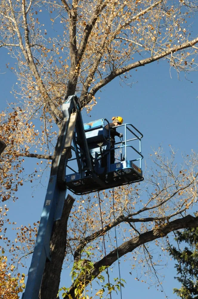 Affordable lawn mowing service experts serving Jackson, WY - The Tree and Landscape Company