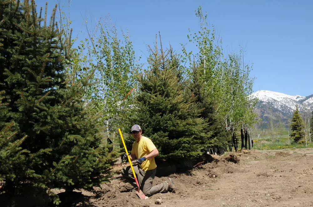 Expert lawn care service in Jackson, WY by The Tree and Landscape Company